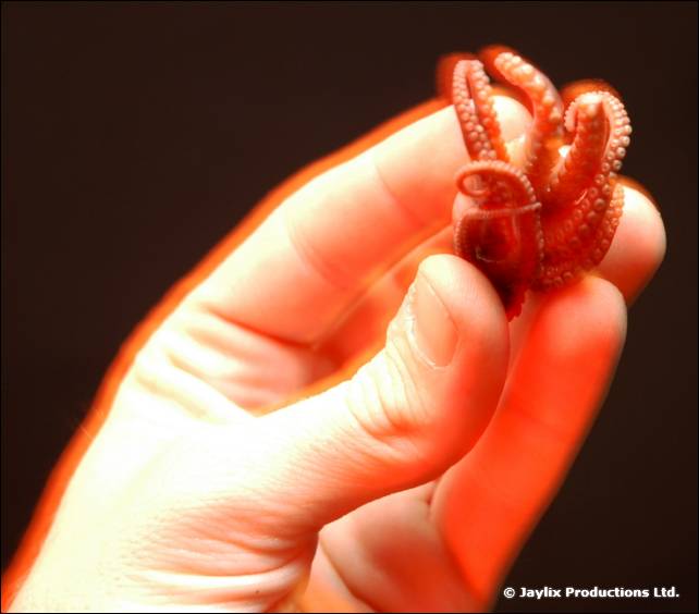 A hand holding a tiny octopus against a dark background