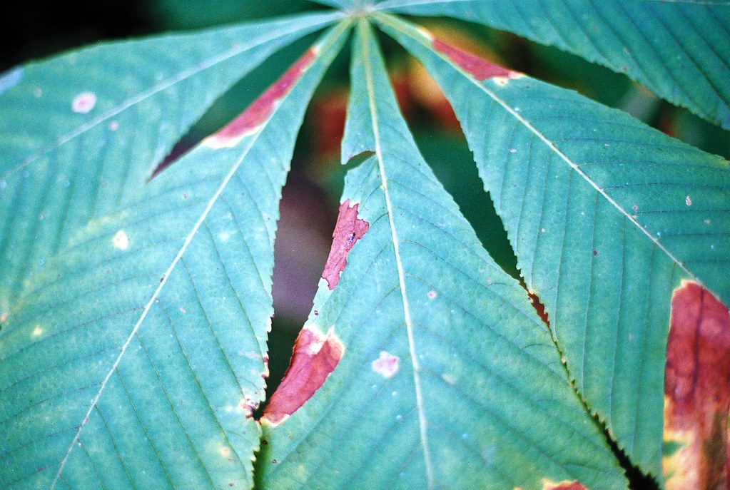 Green be seen