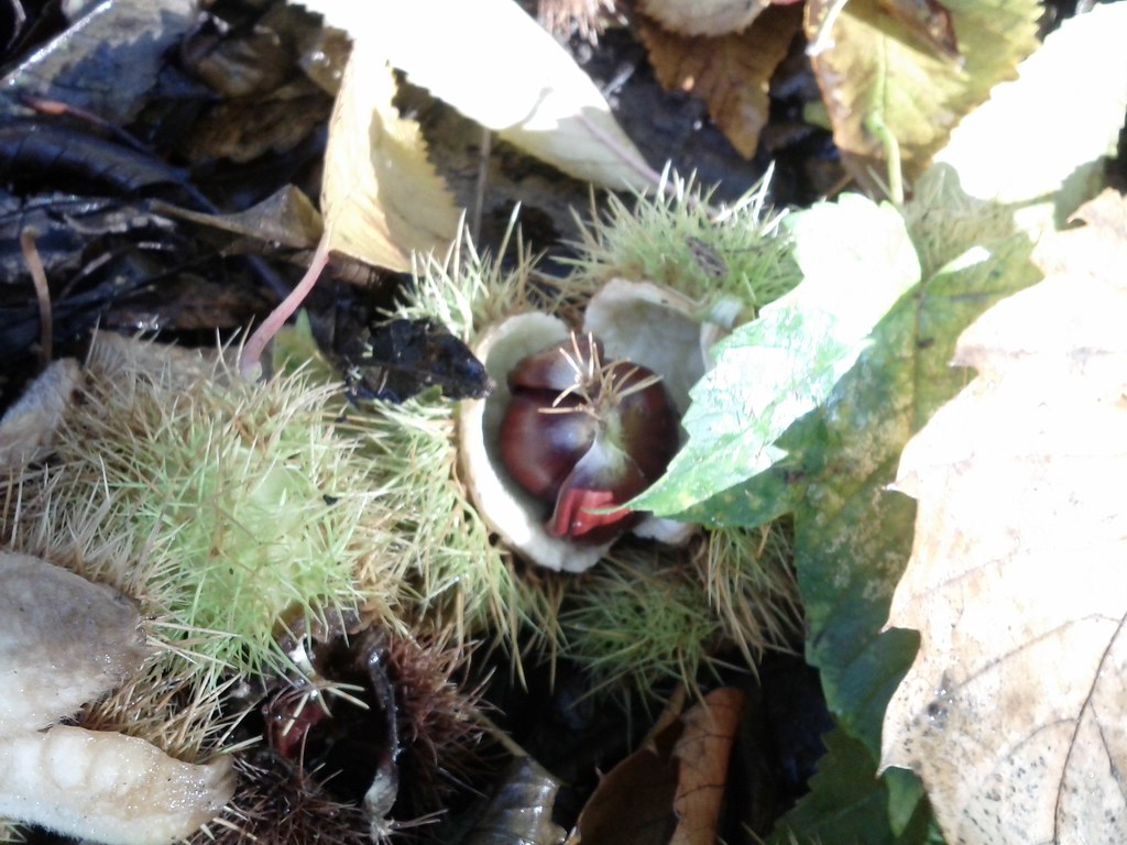 Chestnut husks