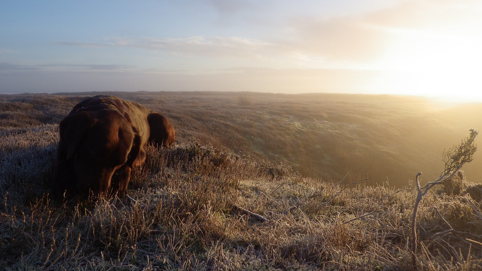 Morning dog