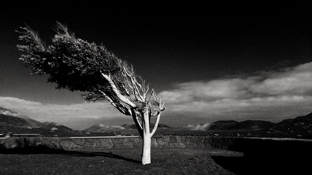 Tree in Lanzarote