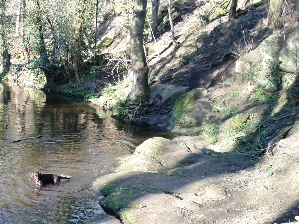 rope swing