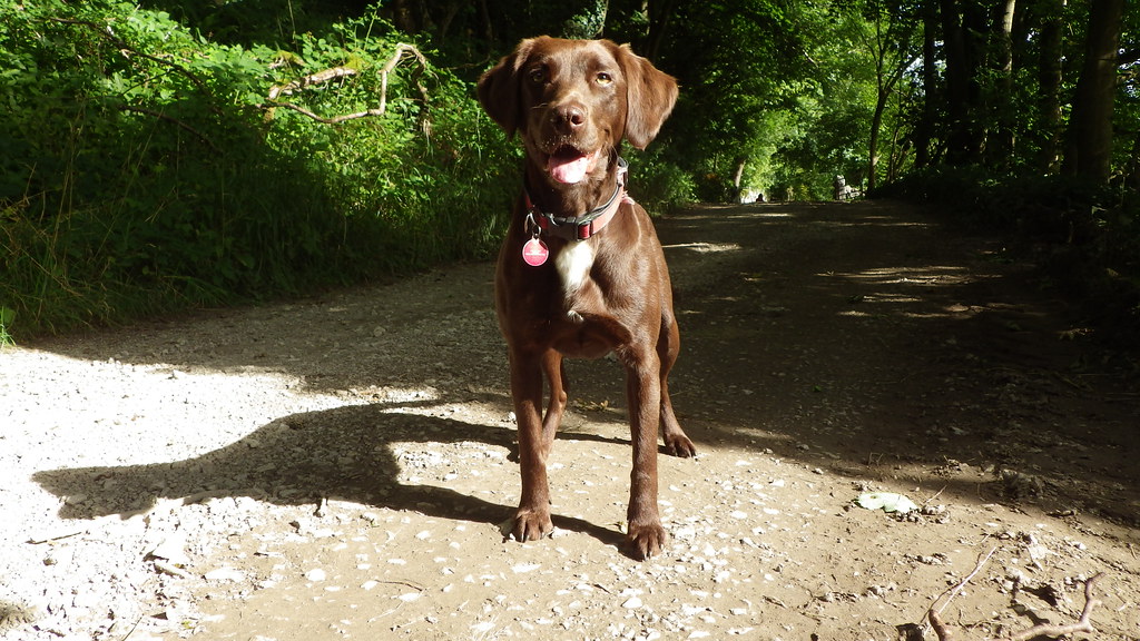 Elsie dog
