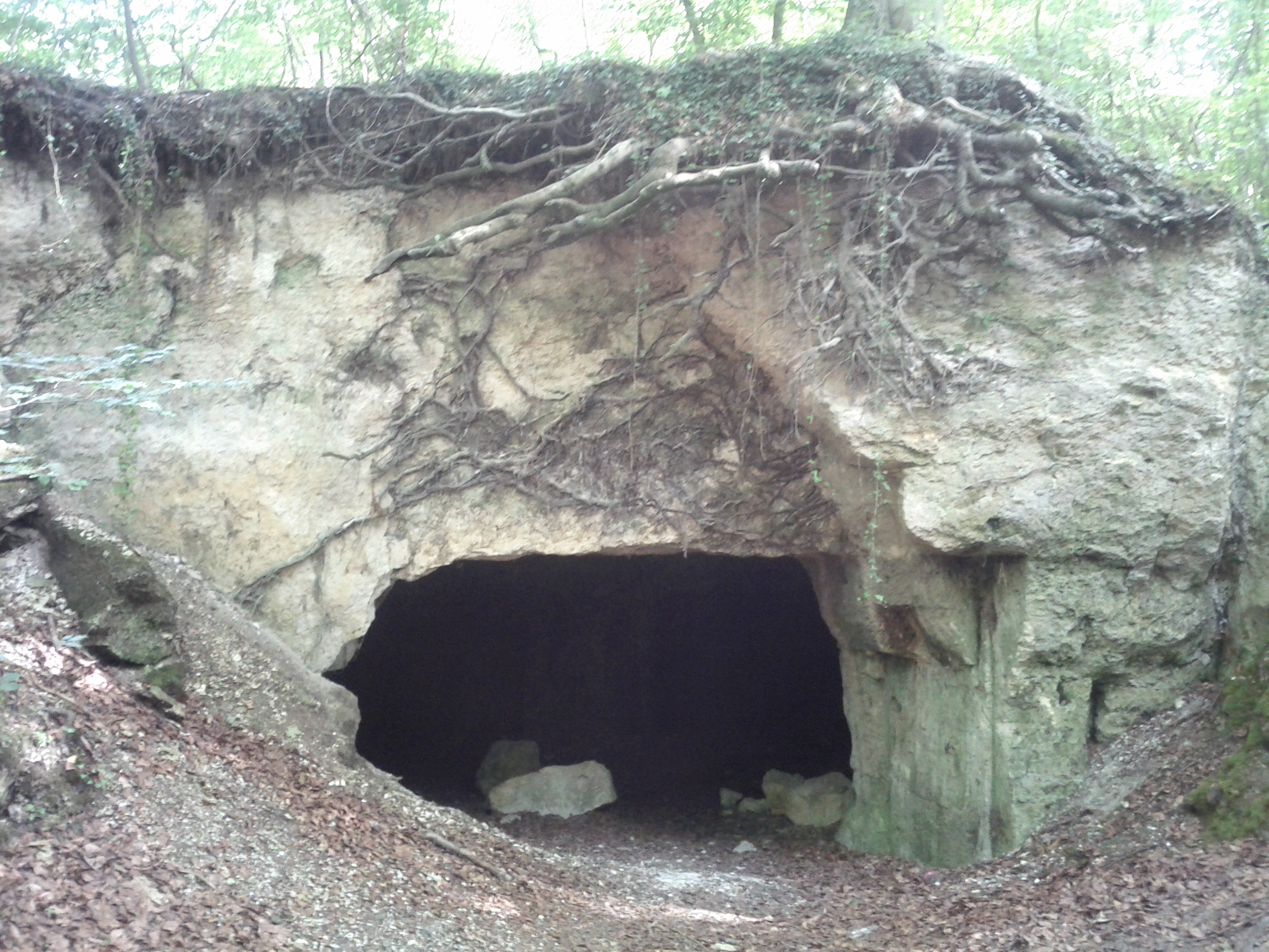 A cave entrance in a rocky bank, with tree roots hanging over the opening
