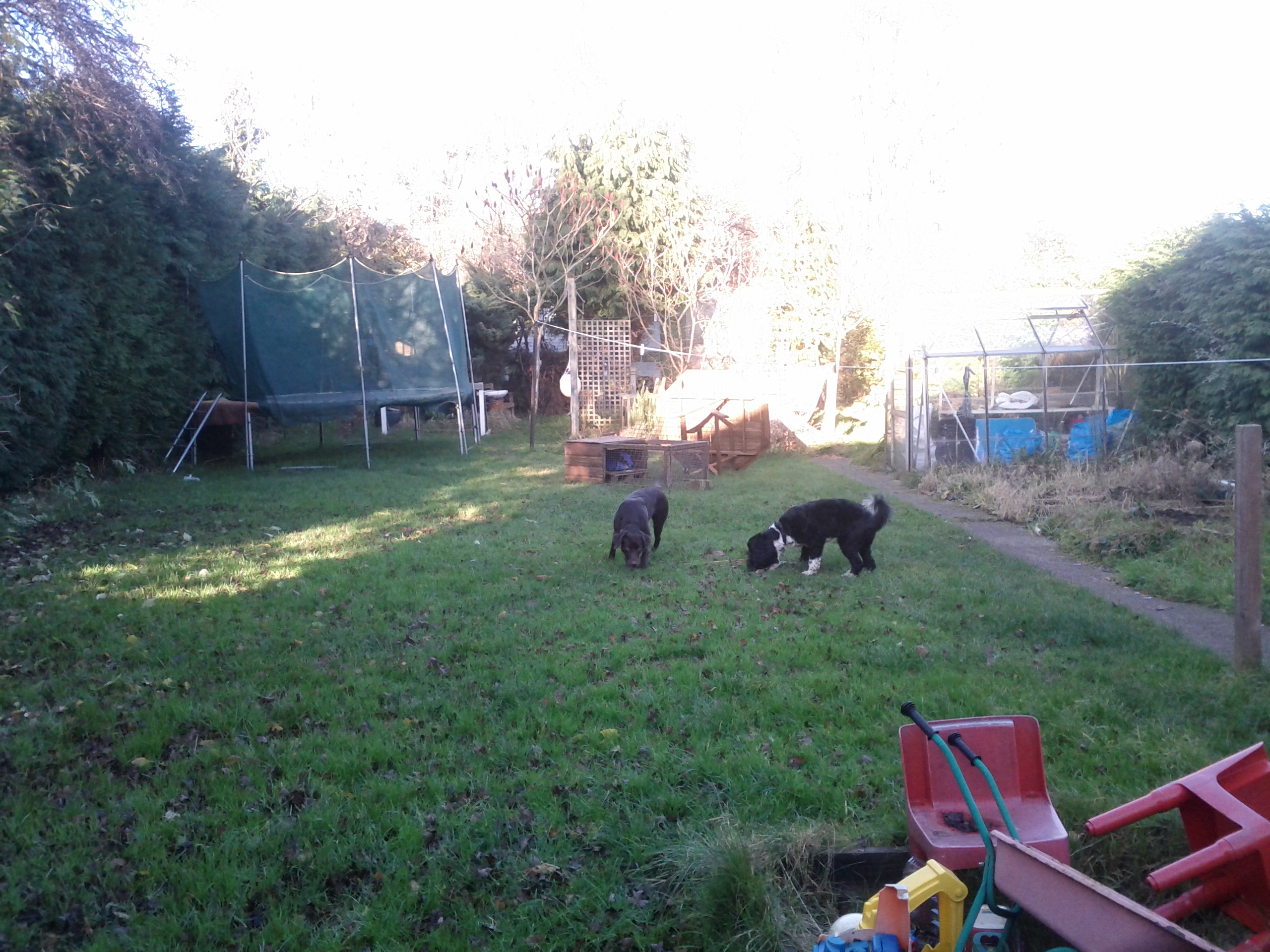 Two dogs stand on a lawn in a long garden with a trampoline and play equipment