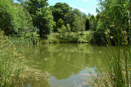 Green pond surrounded by reeds and trees