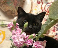 Black cat peers out from behind pink flowers