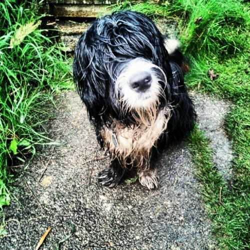 Wet black and white shaggy dog sitting on a gravel path beside grass