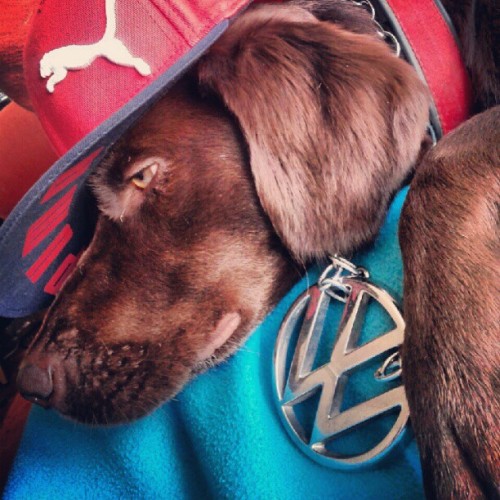 Brown dog in a red cap with a Puma logo and a blue top with a VW badge