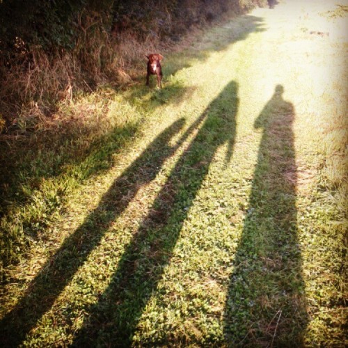 Long shadows of people on grass with a dog sitting in the distance