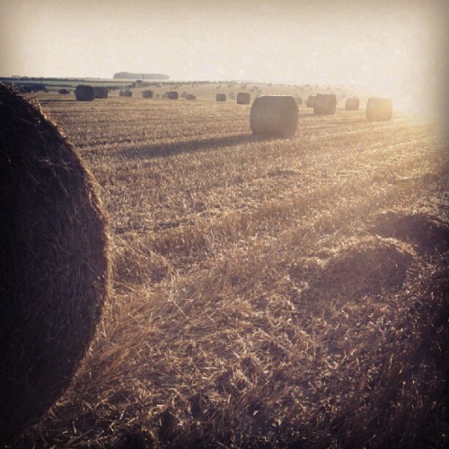 Hazy field of straw stubble with round hay bales in the distance