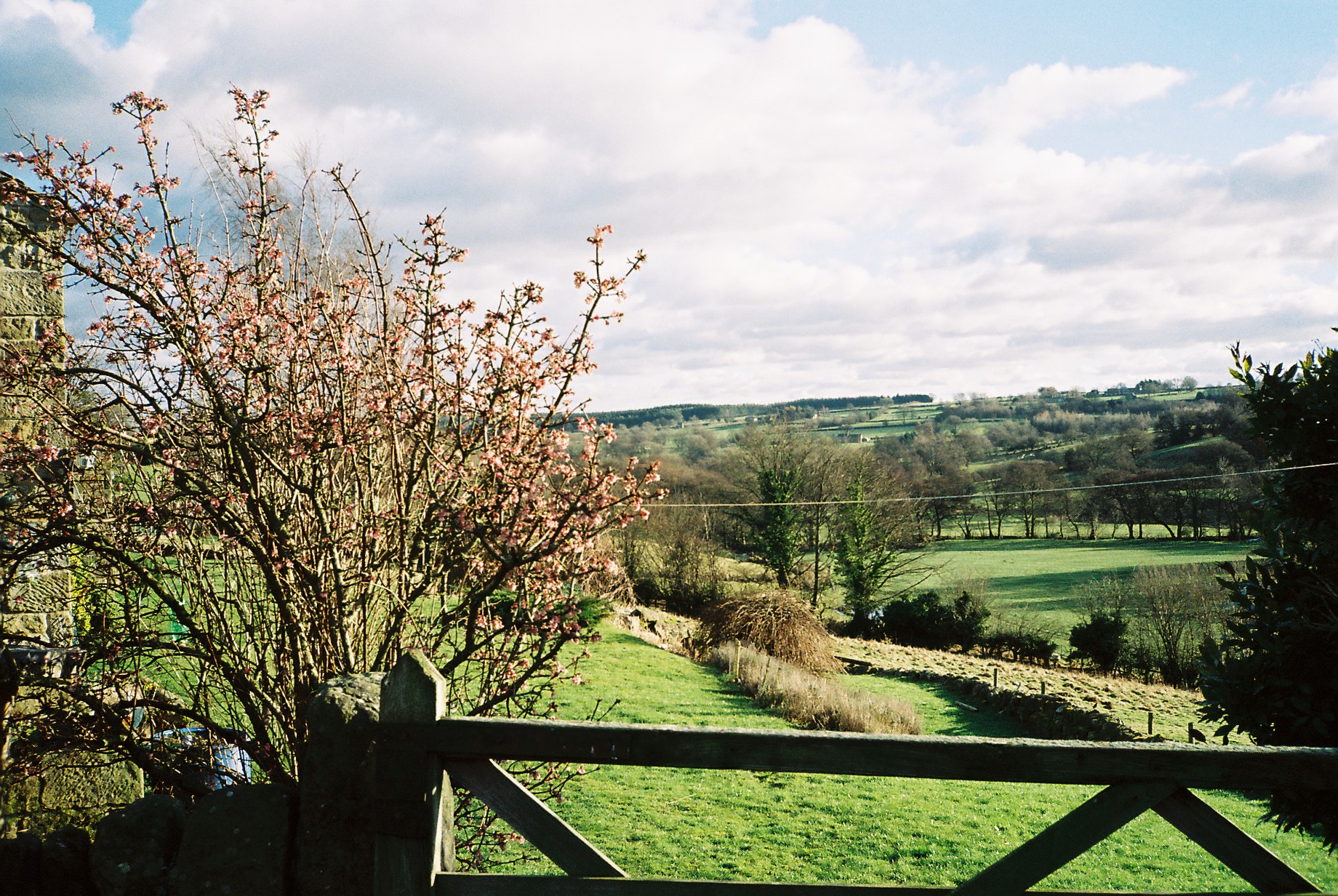 Flowering tree and wooden fence overlooking green fields and hills