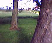 tree scene