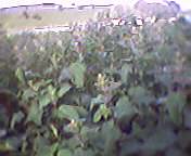 Nasty nettles