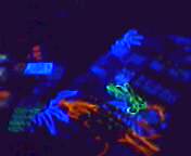 Blurred blue and orange objects in UV light